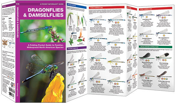 Dragonflies & Damselflies Nature Guide
