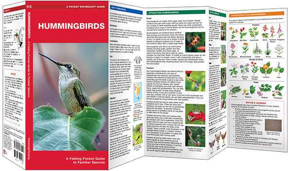 Hummingbirds Field Nature Guide