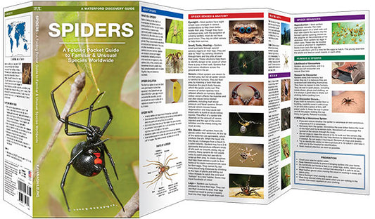 Spiders Nature Guide