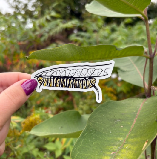 Native Ontario Species Sticker - Monarch Caterpillar