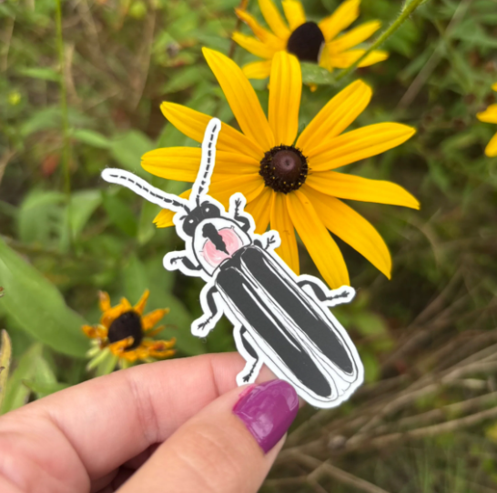 Native Ontario Species Sticker - Common Firefly
